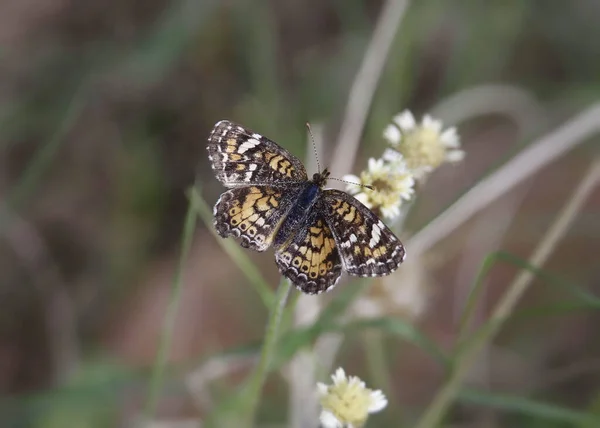 Mariposa Dama Pintada Vanessa Annabella — Foto de Stock