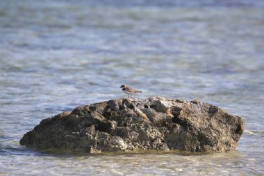 Yarı Palmiye Plover (charadrius semipalmatus) okyanustaki bir kaya çıkıntısında çok küçük görünüyor