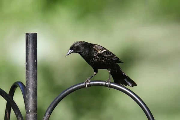 鳥の餌棒の上に羽状の黒い鳥 繁殖していない ゲラギウス フェニーシウス — ストック写真