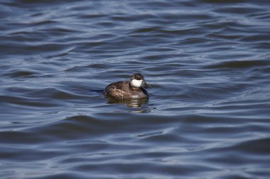 Ruddy Duck (üremeyen) (Oxura jamaicensis) derin suda yüzüyor