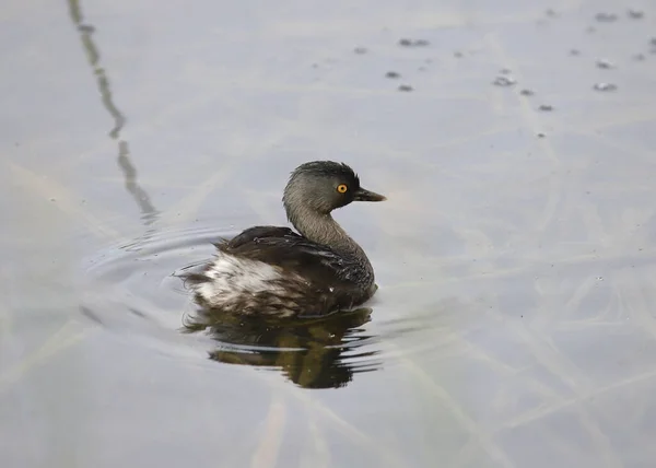 Petit Grèbe Tachybaptus Dominicus Nageant Dans Étang — Photo