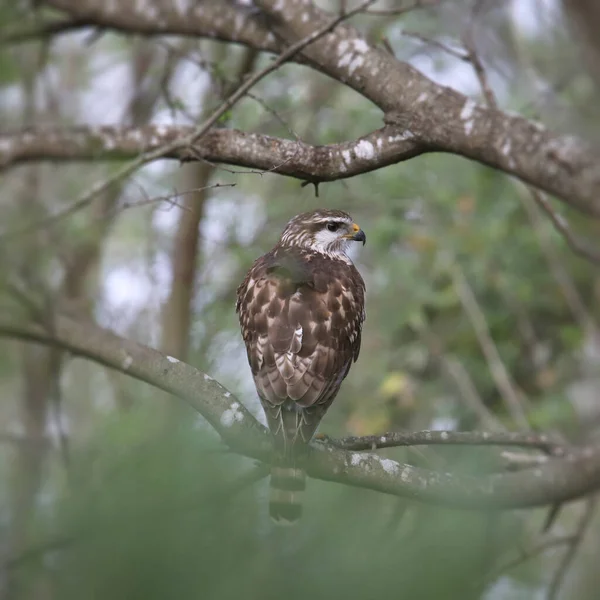 Gray Hawk (immature) (buteo plagiatus) looking back from it\'s perch in a tree