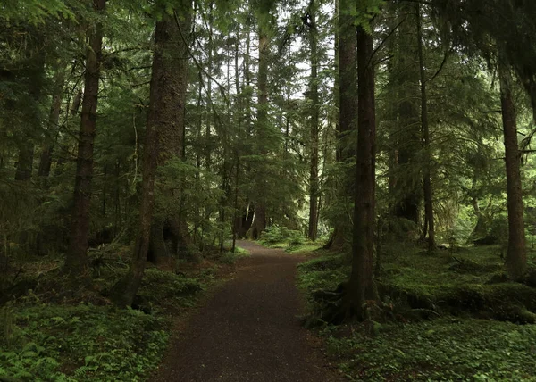 Port Clements Yakınlarındaki Doğa Yolu Haida Gwaii British Columbia — Stok fotoğraf