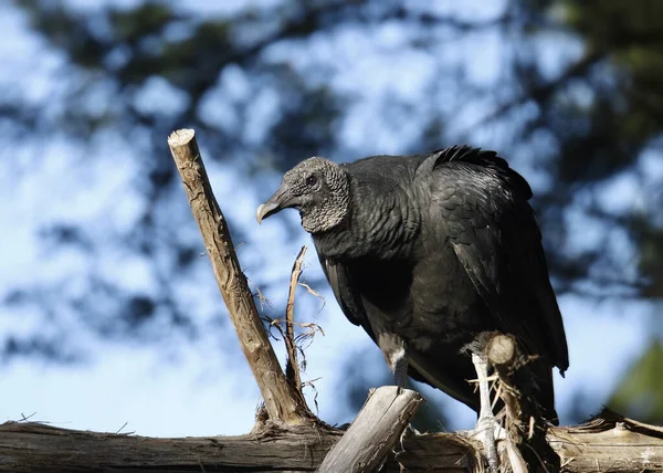 Kara Akbaba (koragyps atratus) büyük bir daldan aşağı bakıyor
