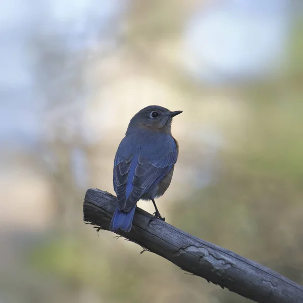 Eastern Bluebird Vrouwtje Sialia Sialis Terugkijkend Van Een Kale Tak — Stockfoto