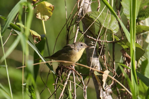 Κοινή Yellowthroat Θηλυκό Σκαρφαλωμένο Κάποια Ψηλό Γρασίδι — Φωτογραφία Αρχείου