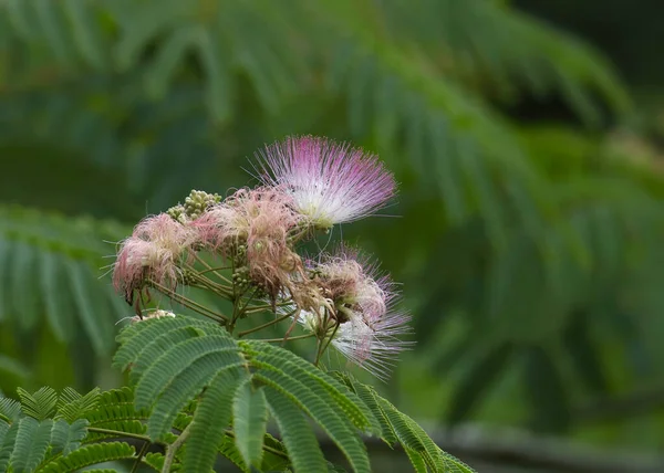 Primer Plano Una Flor Mimosa Rosa — Foto de Stock