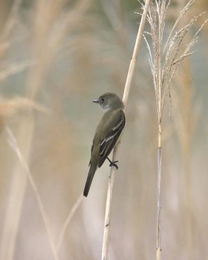 Elder Flycatcher (empidonax alnorum) bir buğday kuyusuna tünemiştir.