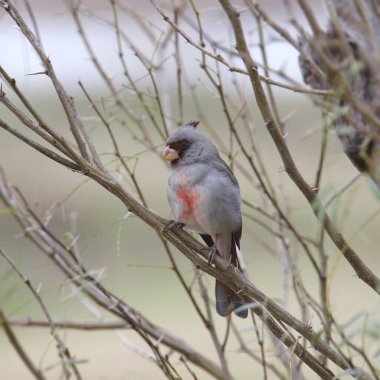 Pyrrhuloxia (erkek) (kardinalis sinuatis) bir çalıya tünedi