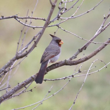 Pyrrhuloxia (dişi) (kardinalis sinuatis) bir ağaca tünemiştir