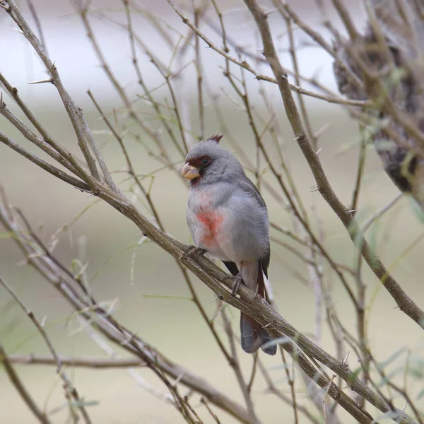 Pyrrhuloxie Mâle Cardinalis Sinuatis Perchée Dans Arbuste — Photo