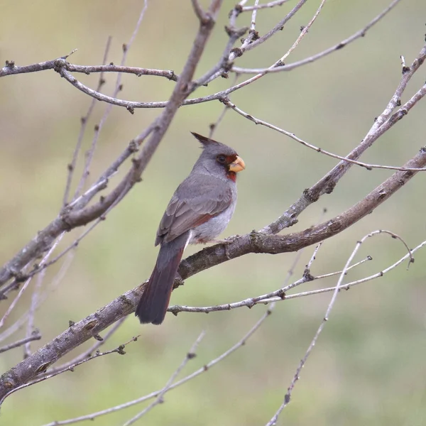 Pyrrhuloxia (dişi) (kardinalis sinuatis) bir ağaca tünemiştir