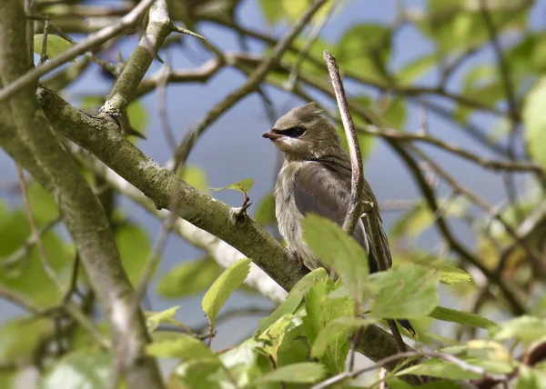 Sedir Ağacı (olgunlaşmamış) (bombycilla cedrorum) yapraklı bir ağaca tünemiştir