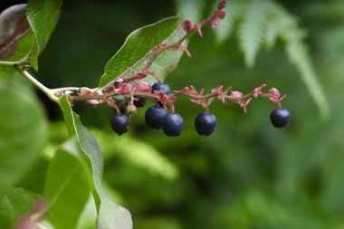 Siyah yaban mersini kümesi (aşı membranaceum))