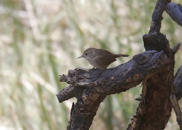 Rock Wren Salpinctes Obsoletus Perched Dead Branch — Stock Photo, Image