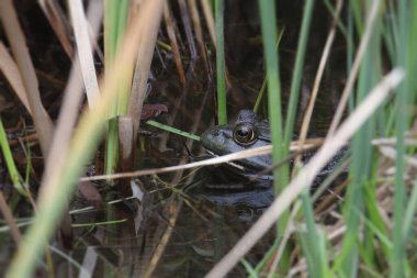 Kurbağa uzun otların arasından dışarı bakıyor.