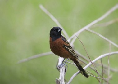 Orchard Oriole (erkek) (icterus spurius) bir dala tünemiştir.