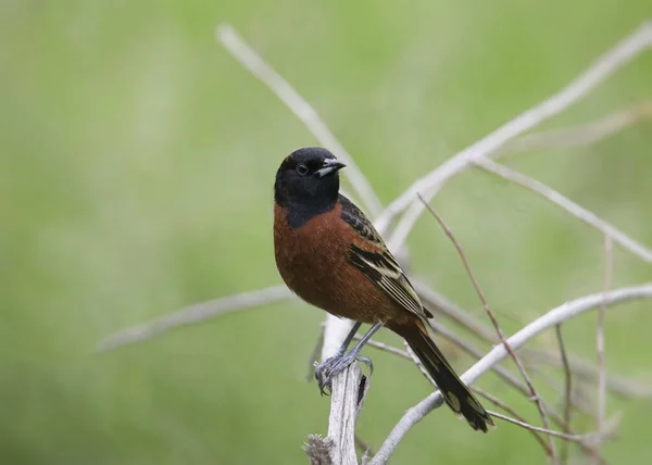 Orchard Oriole Samec Ikterus Spurius Usazený Větvi — Stock fotografie