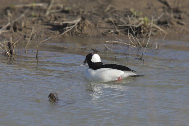 Bufflehead (erkek) (bucephala albeola) dağınık bir gölette yüzüyor