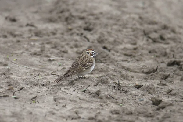 Lark Sparrow Chondestes Grammacus Foraggiamento Terra — Foto Stock
