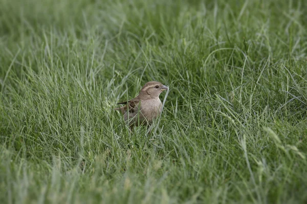 Casa Pardal Fêmea Passer Domesticus Sentado Grama Alta — Fotografia de Stock