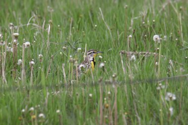 Doğu Meadowlark (sturnella magna) bazı uzun otların ve otların üzerine tünemiştir.