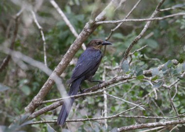 Büyük kuyruklu Grackle (dişi) (quiscalus mexicanus) bir ağaca tünemiştir