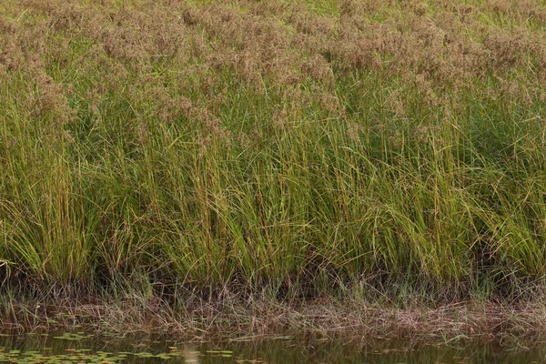 Närbild Några Färgglada Våtmarker Gräs — Stockfoto