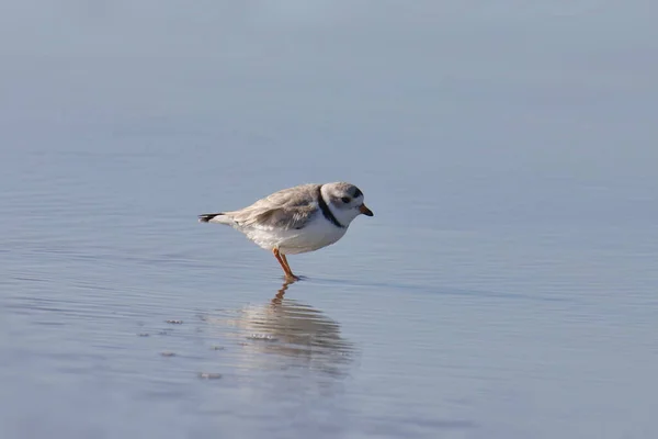 Chorro Tubería Charadrius Melodus Parado Aguas Poco Profundas — Foto de Stock