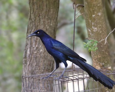 Büyük kuyruklu Grackle (erkek) (quiscalus mexicanus) bir süet besleyiciye tünemiştir