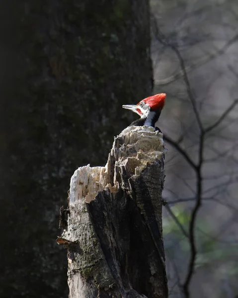 Pileated Woodpecker Male Dryocopus Pileatus Trunk Tree — Stock Photo, Image