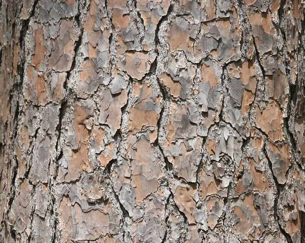 Closeup Pine Tree Bark — Stock Photo, Image