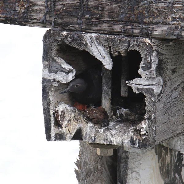 Güvercin Guillemot Cepphus Columba Ahşap Bir Iskelede Yuva Yapıyor — Stok fotoğraf