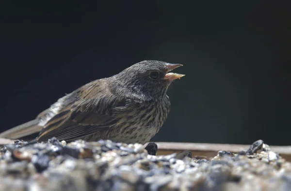 Dark Eyed Junco Oregon Group Juvenile Eating Bird Feeder — Foto de Stock