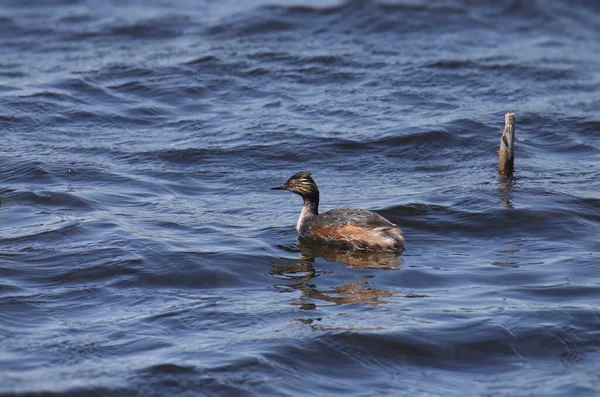Oared Grebe Podiceps Nigricollis Nadando Lago — Fotografia de Stock