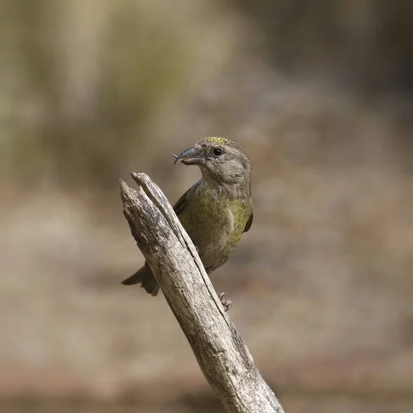 Red Crossbill Female Loxia Curvirostra Perched End Big Branch — Fotografia de Stock