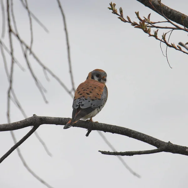 American Kestrel Male Falco Sparverius Looking Back Perch Tree — ストック写真