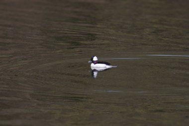 Bufflehead Duck (erkek) (bucephala albeola) bir gölde yüzüyor
