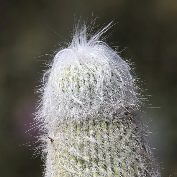 Nahaufnahme Der Spitze Einer Säule Des Old Man Cactus — Stockfoto