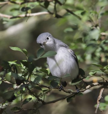 Mavi-gri Gnatcatcher (kadın) (polioptila caerulea) yapraklı bir ağaca tünemiş.