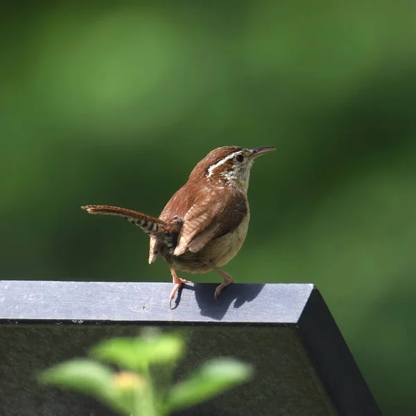 Carolina Wren Thryothorus Ludovicianus Perched Sign — Photo