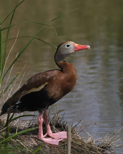 Black Bellied Whistling Duck Dendrocygna Autumnalis Standing Pond — 스톡 사진