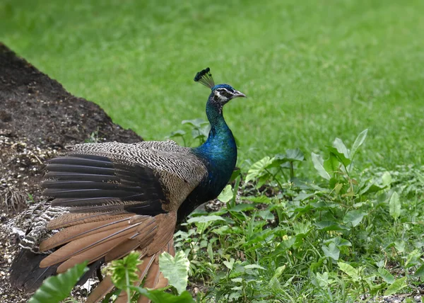 Hint Peafowl Erkek Pavo Cristatus Çimlerin Üzerinde Duruyor — Stok fotoğraf