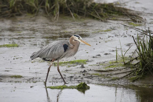 Grote Blauwe Reiger Ardea Herodias Wandelen Door Een Rommelige Wetland — Stockfoto