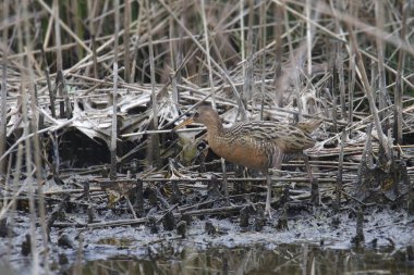 Kral Demiryolu (rallus elegans) pis bir sulak arazide yürüyor