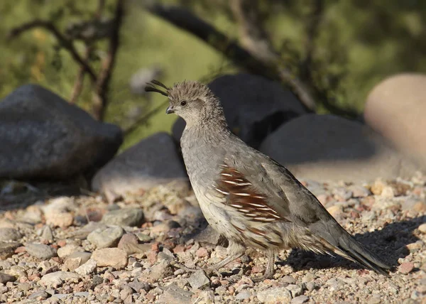 Gambel Quail Hunn Callipepla Gambelii Føde Bakken – stockfoto