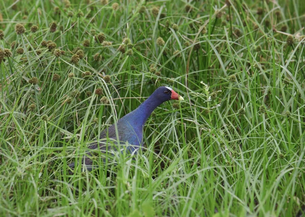 Violette Gallinule Porphrio Martinicus Steht Hohen Gras — Stockfoto