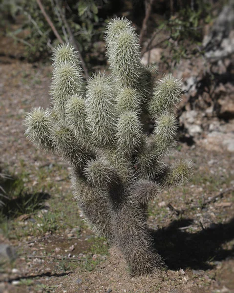 Primer Plano Cactus Colla Oso Peluche — Foto de Stock