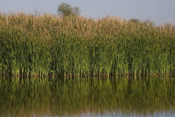 Tall Stand Grass Edge Wetland — ストック写真