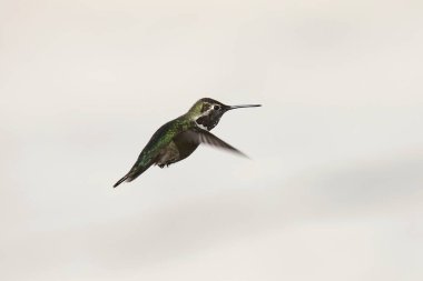 Anna's Hummingbird (male) hovering in mid-air